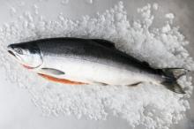 salmon sub products (by products)