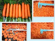 new crop 2016 Frozen Carrot Dice, Slice, IQF Carrot