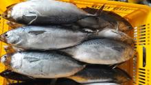 bonito/bullet tuna