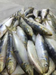 sardine for bait