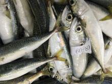 pacific mackerel