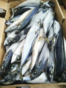 Sea frozen pacific mackerel