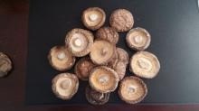 Morel  Mushrooms ,  Dried  Morel  Mushrooms  for Sale,  Dried   Morels , Fresh Morel  Mushrooms , Spring Morel