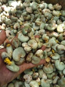 SHELL  CASHEW - NUT S