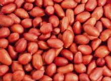 PEANUT KERNEL