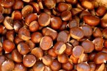High Quality Fresh Chestnut,Raw Type GRADE a FOR SALE