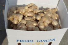Dry and Fresh Ginger for sale