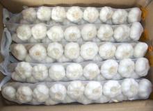 2016 New Crop Garlic