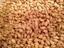 Wheat Grains for Sale