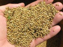 Premium Quality  Fresh   dry  Millet GRADE A FOR SALE