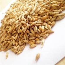 bulk  barley   grain 