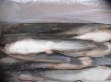 FROZEN CAT FISH - FROZEN CATFISH - FOR SELL FROM SOUTH AFRICA