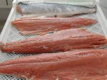 Frozen  Salmon   Fish  Fillet