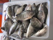 Frozen Tilapia Fillet With Tail Skin On 3-5oz