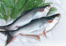 Whole round Pangasius