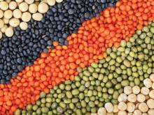 Red Lentils, Split lentils,