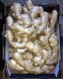 new crop fresh vegetables fresh air drying ginger