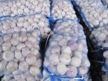 new crop Chinese fresh garlic, pure white garlic, normal white garlic