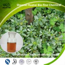Manufacturer supply 1%-5% Antihypertensive Effects Portulaca Oleracea  Extract 
