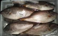 Frozen Leather Jacket Fish