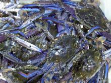 Live and Frozen blue swimming crab