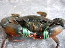 Live Mud Crab ( Scylla serrata) Male and female