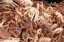 Fresh Live Russian and Norwegian King Crabs