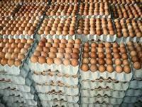  Fresh   Chicken   Table   Eggs / Fresh   Chicken  Hatching  EGGS  At Good Prices