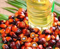 palm oil and palm fruits