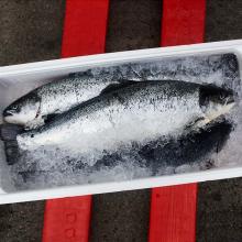 Atlantic Salmon, fresh and frozen salmon