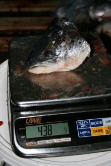 Atlantic salmon head V-cut.