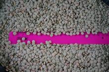 lentils
