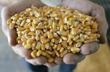 corn