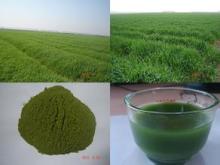 100% natural Bayley  grass  powder, Organic   Barley   Grass  powder,High quality  Barley   Grass Powder