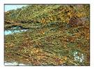 Organic St. John's wort ,Hypericum perforatum, St.John'wort powder