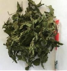 Organic Peppermint leaf, Peppermint leaf powder