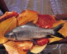 Rohu (labeo rohita)