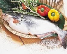  Pangasius   basa  ( pangasius  hypophthalmus  pangasius  micronemus)