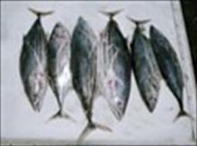 Skipjack tuna whole round