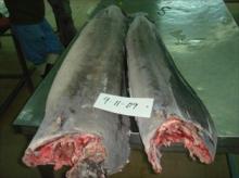 Frozen Sailfish dwt