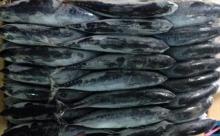  Bullet   tuna  (bonito)