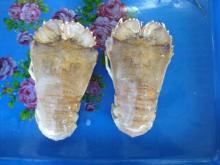  Slipper  lobster whole round