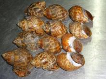 Live top shell (baigai)