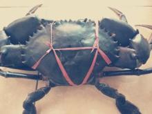 Sell live green mud crab
