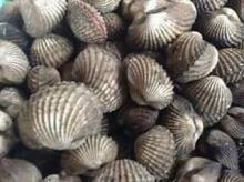 Alive clam