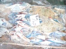 Blue swimming crab