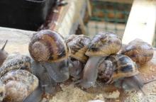 Breeding snails / Helix  aspersa  Mller