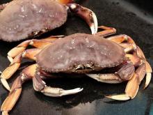  Dungeness   crab s