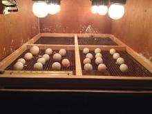  Fresh  fertile  eggs  for sale
