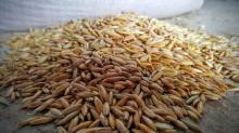 whole grain raw oats with wholesale prices
